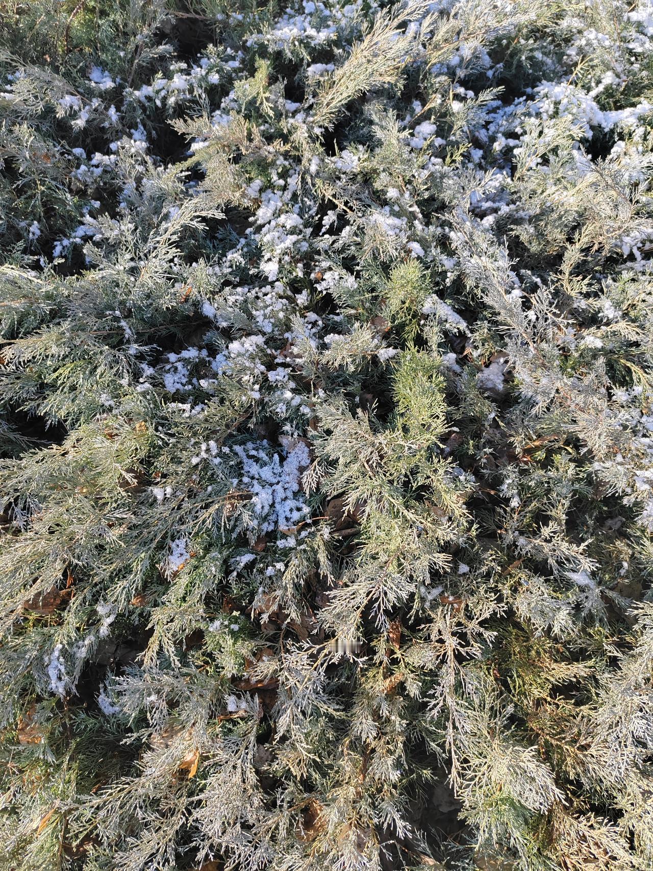 你那里下雪了吗？四月份的美景，很难见到了！