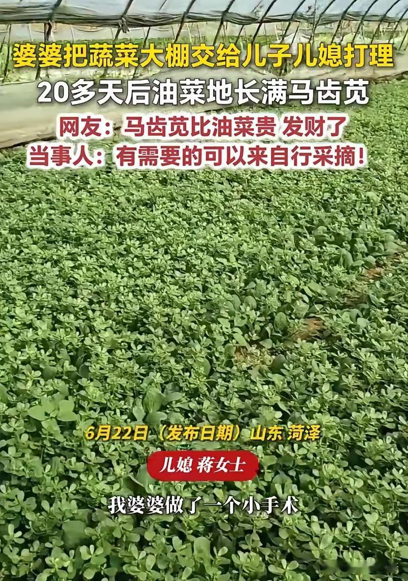 无心插柳成惊喜！山东菏泽，婆婆做手术静养20天，托付儿子儿媳看管油菜大棚，痊愈回