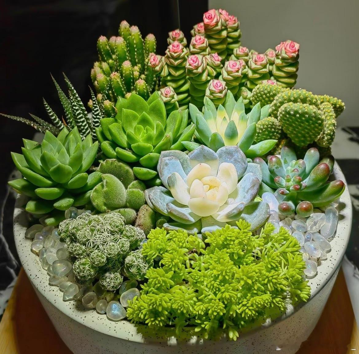 多肉植物的种植方法一、土壤选择多肉植物喜欢疏松、排水良好的土壤，可以选择多肉植物