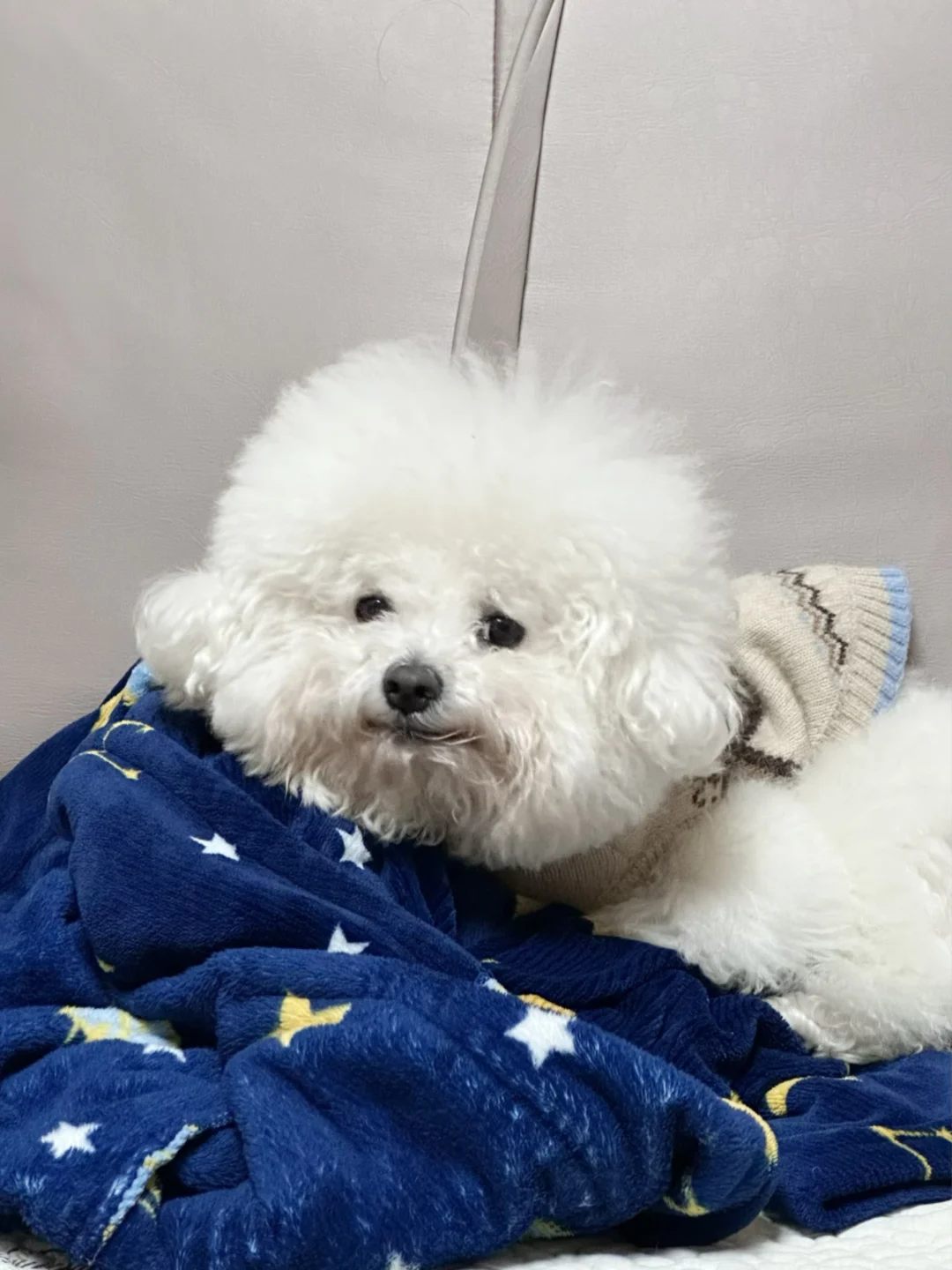 说啥八卦不能当我小狗面说