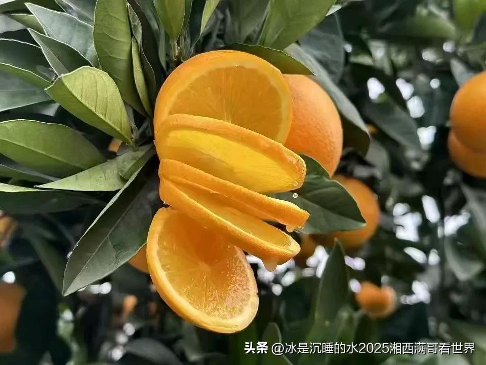 本地蜜橘，皮薄肉嫩多汁，是冬天的大自然馈赠之一。