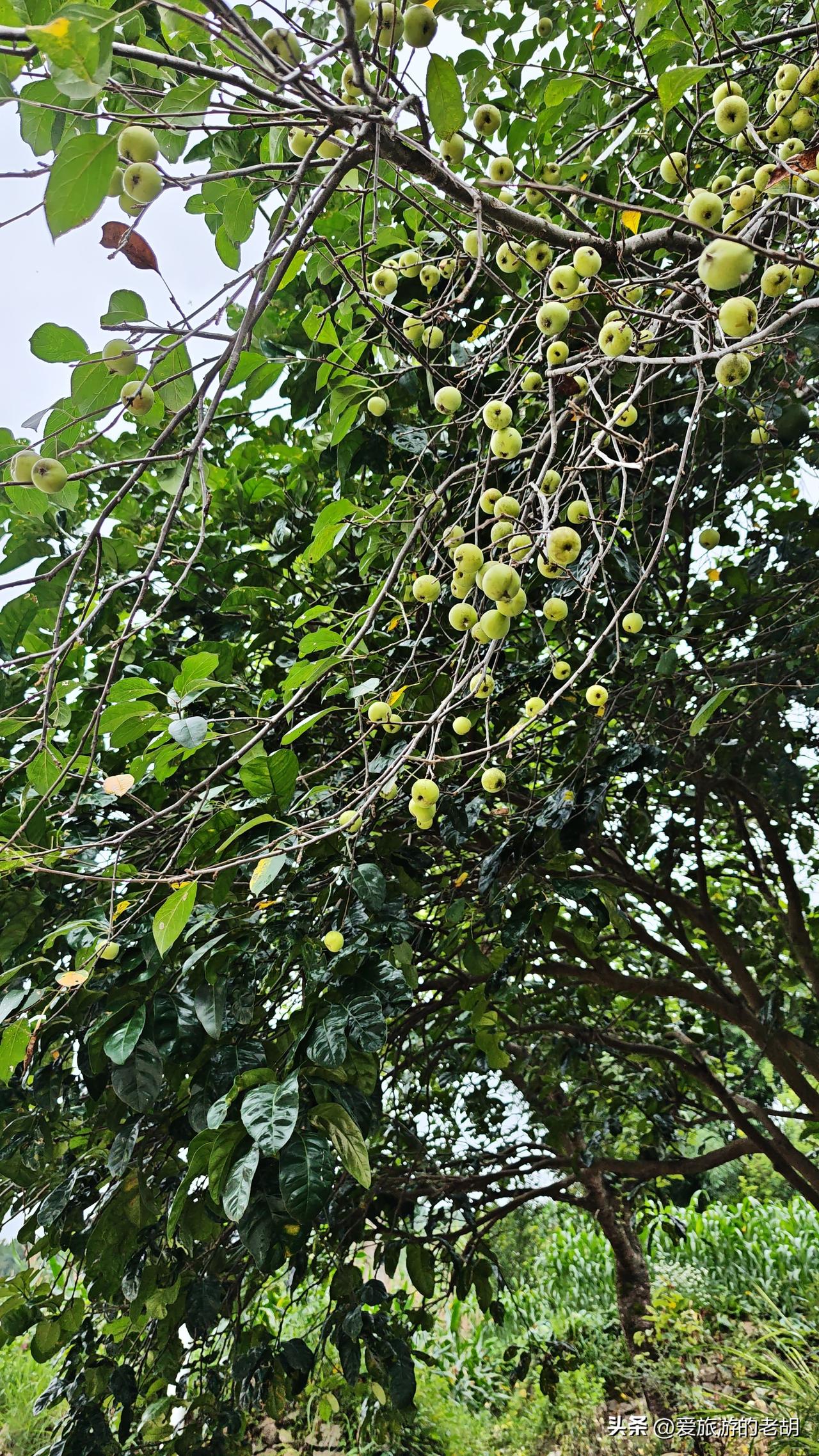 夏天可以来贵州游玩，这里有不少避暑的地方，比如六盘水，贵阳等，可以说不要空调就很