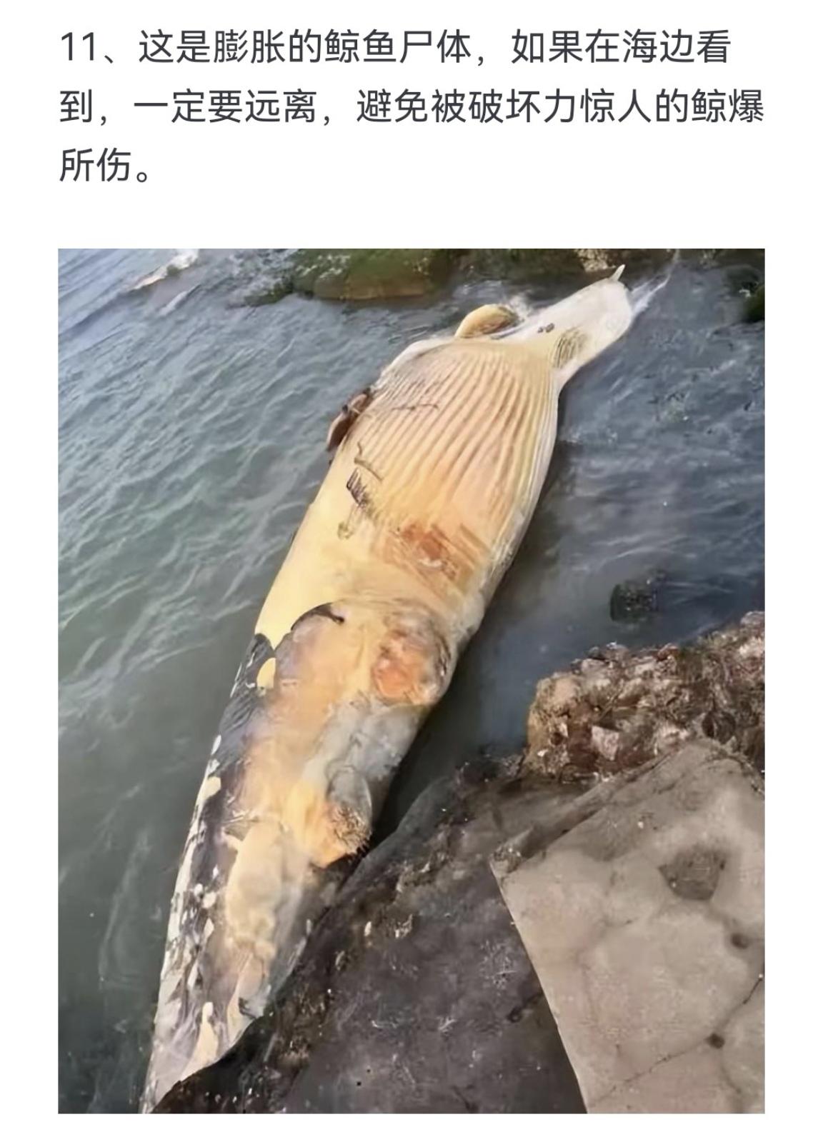 这是膨胀的鲸鱼尸体，如果在海边看到，一定要远离，避免被破坏力惊人的鲸爆所伤