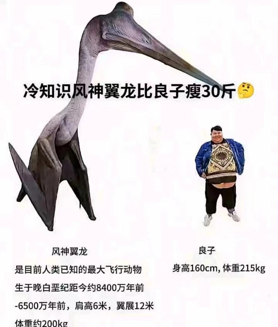 密度这一块
良子瘦三十斤是不是就能飞了良子大胃袋 良子味真足