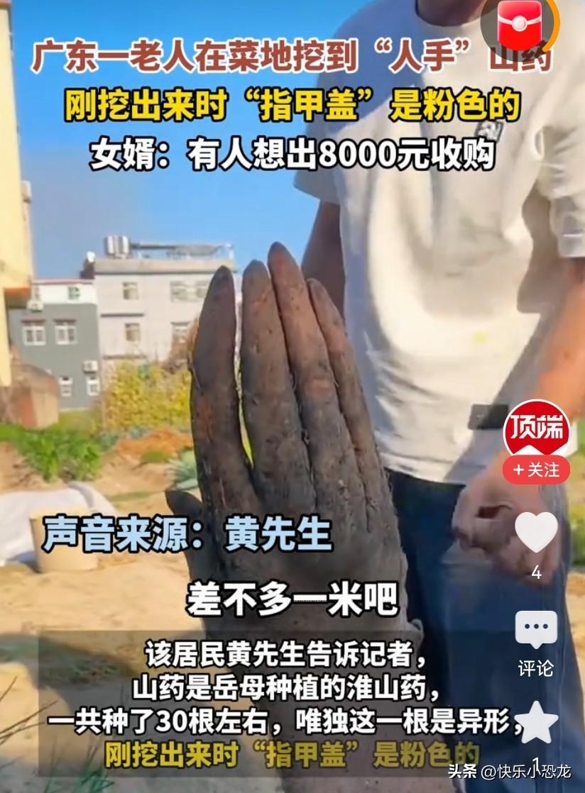 太稀奇了！一位老人在自家菜地挖淮山，一锄头下去竟挖出一根酷似人手的“淮山手”，五