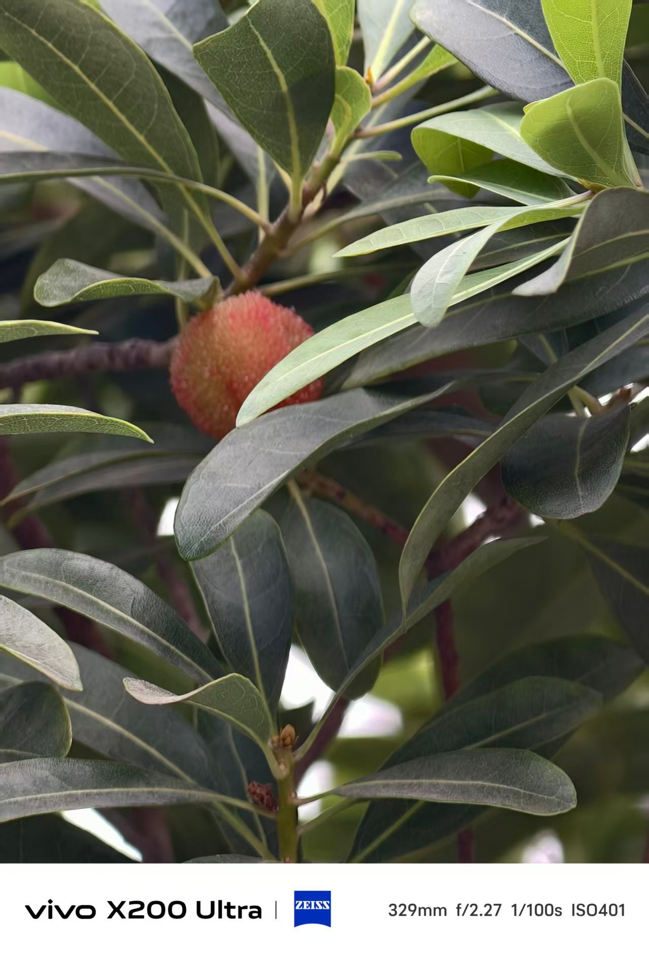 小区的杨梅要熟了，一年四季真没闲着