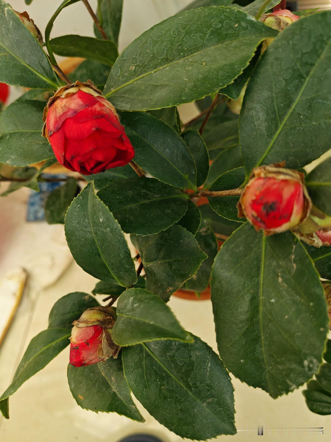 北方养茶花很难成活，要么原盆原土带花蕾买来看完花就挂了，要么看不到开花就死了，或