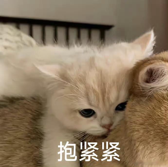 去杭州西湖打卡现代人的鹊桥西湖风光自带浪漫滤镜，现代人的鹊桥就在眼前，不必等待银