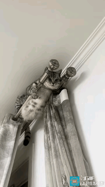 谁懂啊！家人们
今天我又被家里这位“猫主子”拿捏得死死的😹
天津这位姐妹也是倒