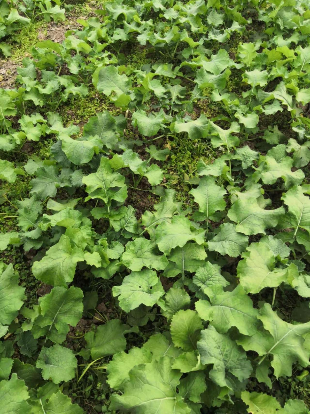 农村的油菜正在田间地头成长着，德阳中江，欢迎你我的农村生活 农村日常生活 纯天然