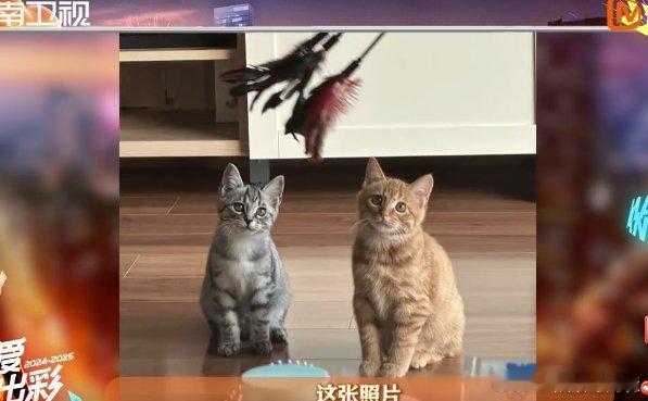 周柯宇[超话]  周柯宇2024迎来了两个家庭新成员 拥有两只小猫咪，周柯宇肯定