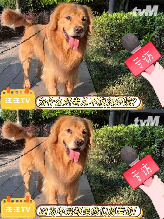来自金先生的吐槽