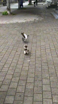 谁能拒绝一只又菜又爱玩、捕猎还自带卡点特效的小奶猫啊！近日一段三花猫抓鸽子的视频