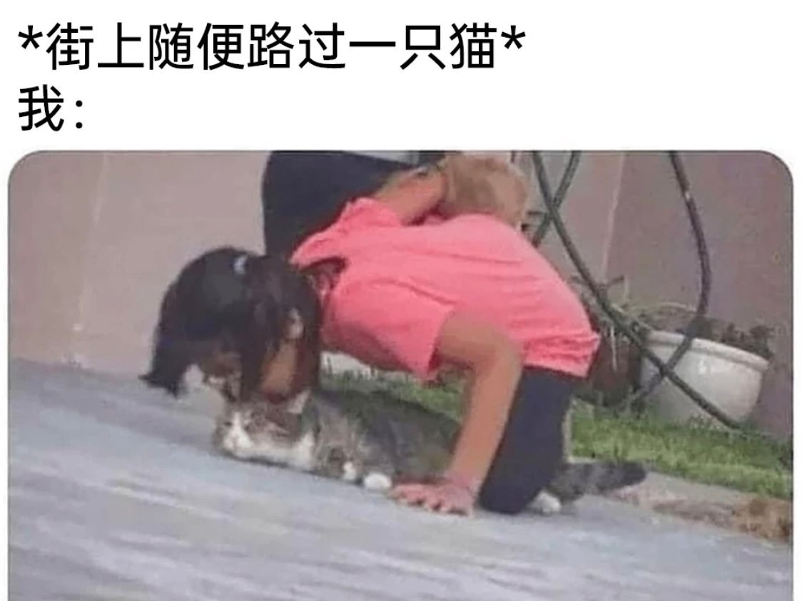 没有一只猫能逃脱我的魔爪 ​​​