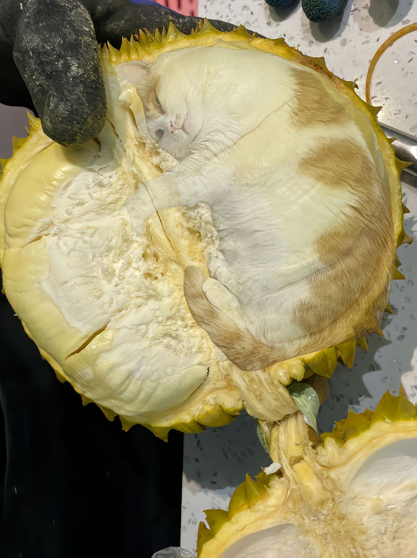 正宗猫山王榴莲[喵喵]​​​