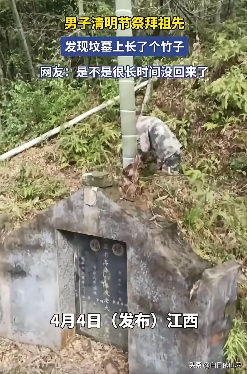 江西，一男子清明上山祭祖，结果到了地方，却发现祖先的坟上竟然长了一根竹子，而且不