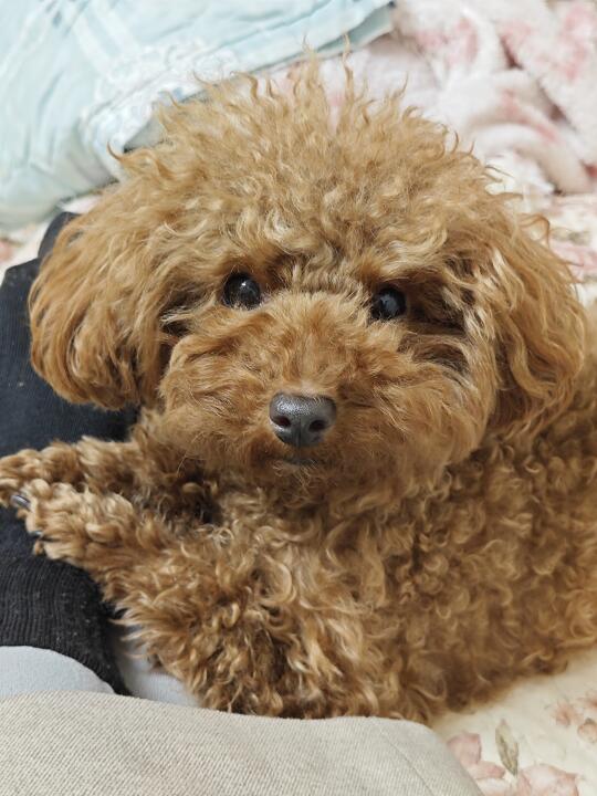 小狗按摩