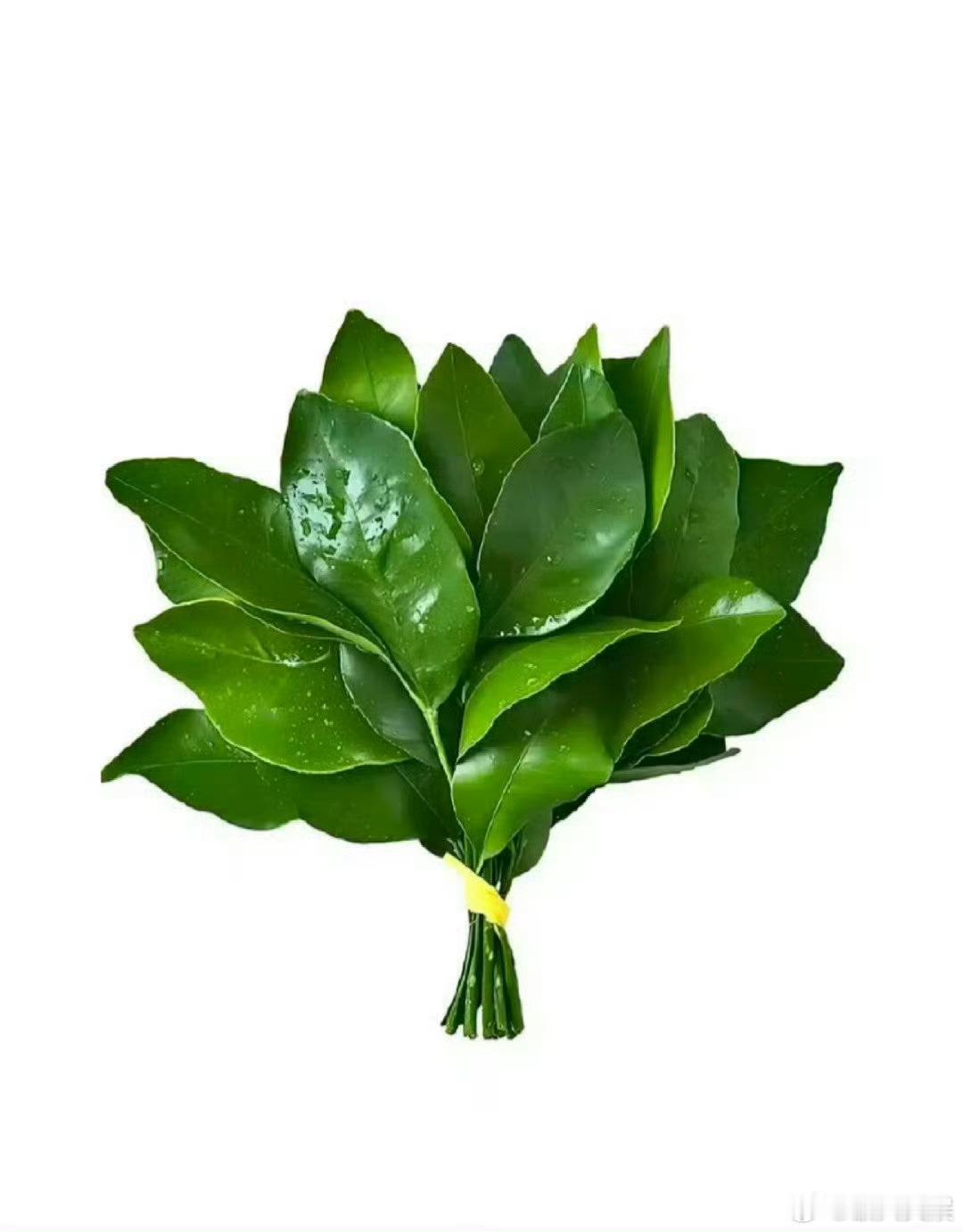 许荔莎发柚子叶去馊气许荔莎去馊气许荔莎去馊气，来了，[嘻嘻][嘻嘻] ​​​