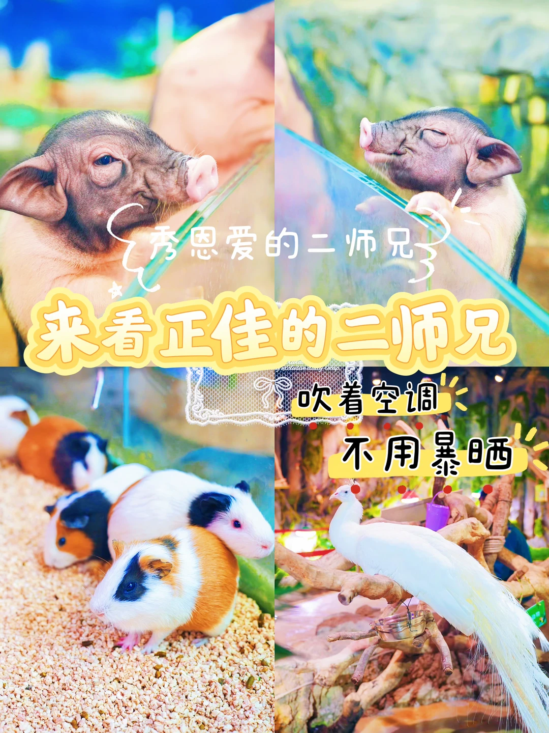 谁家有这么可爱的二师兄？