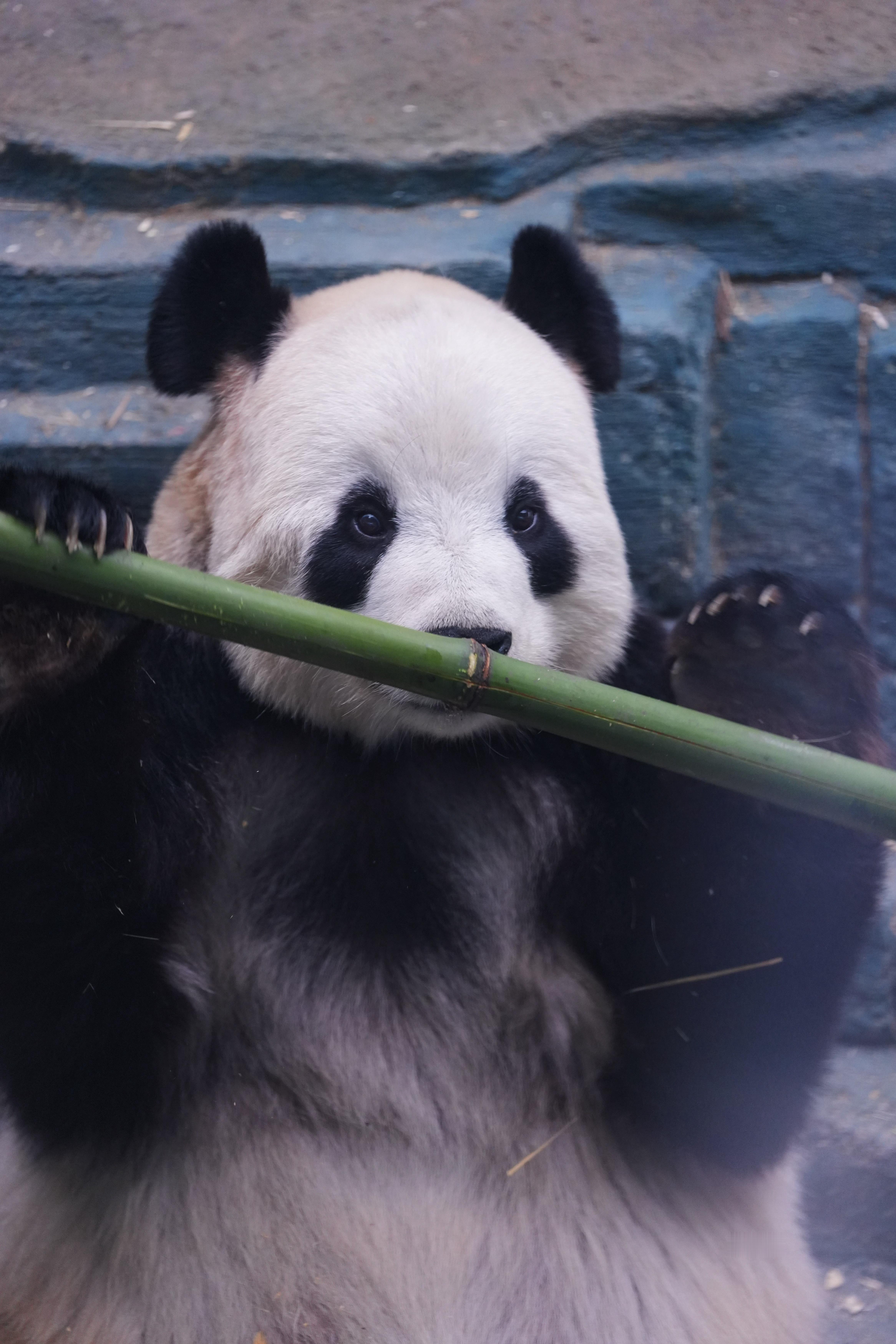 熊猫界的刘亦菲果然名不虚传啊，太可爱了，硬控一小时看她吃吃玩玩🥹🥹🥹 