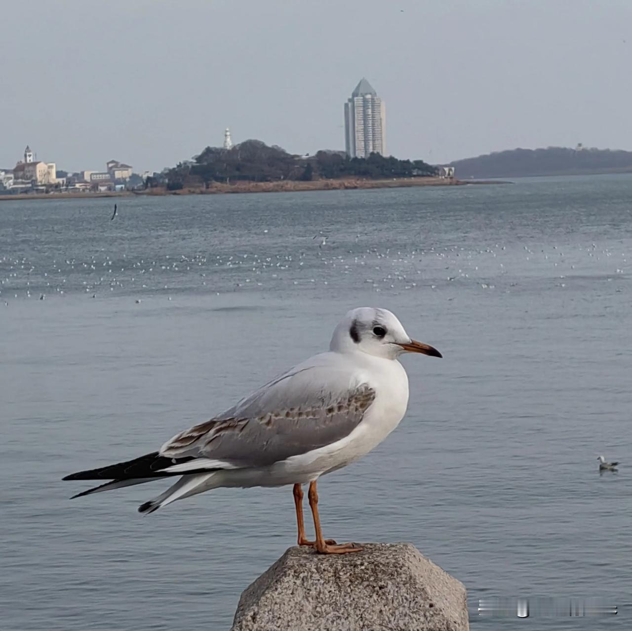 小马过河：点亮实践的灯
 
    老牛说河水刚没蹄，松鼠说伙伴被卷走，小马最终