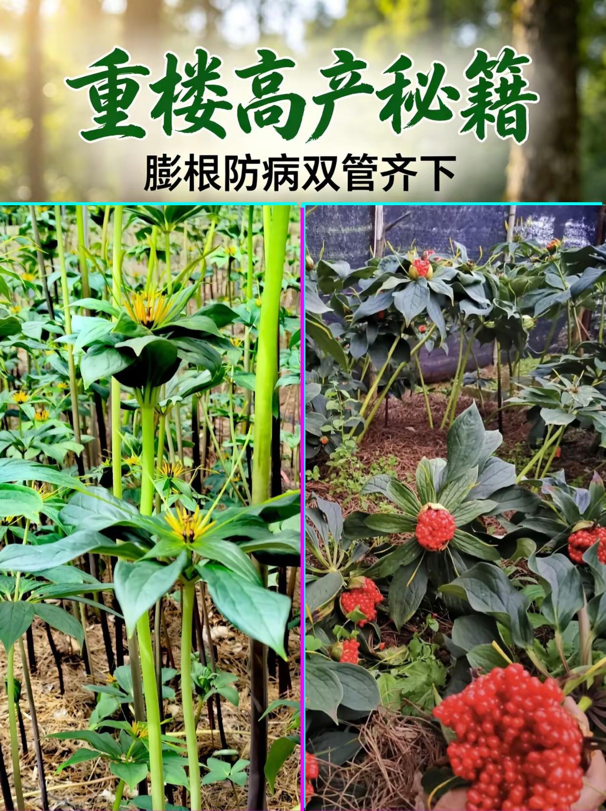 重楼高产秘籍，膨根防病双管齐下。重楼种植 药材种植