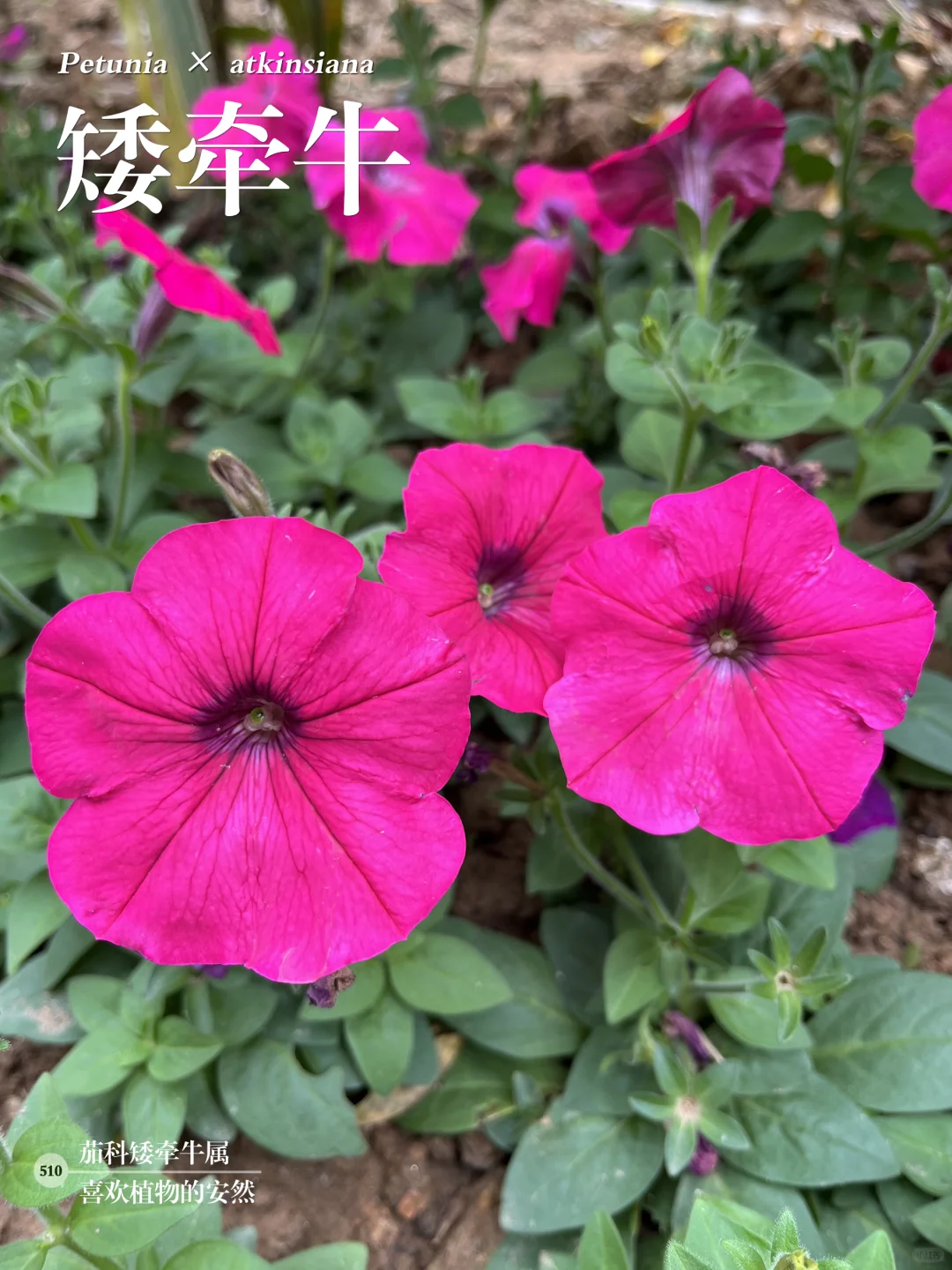 福州植物打标510｜矮牵牛