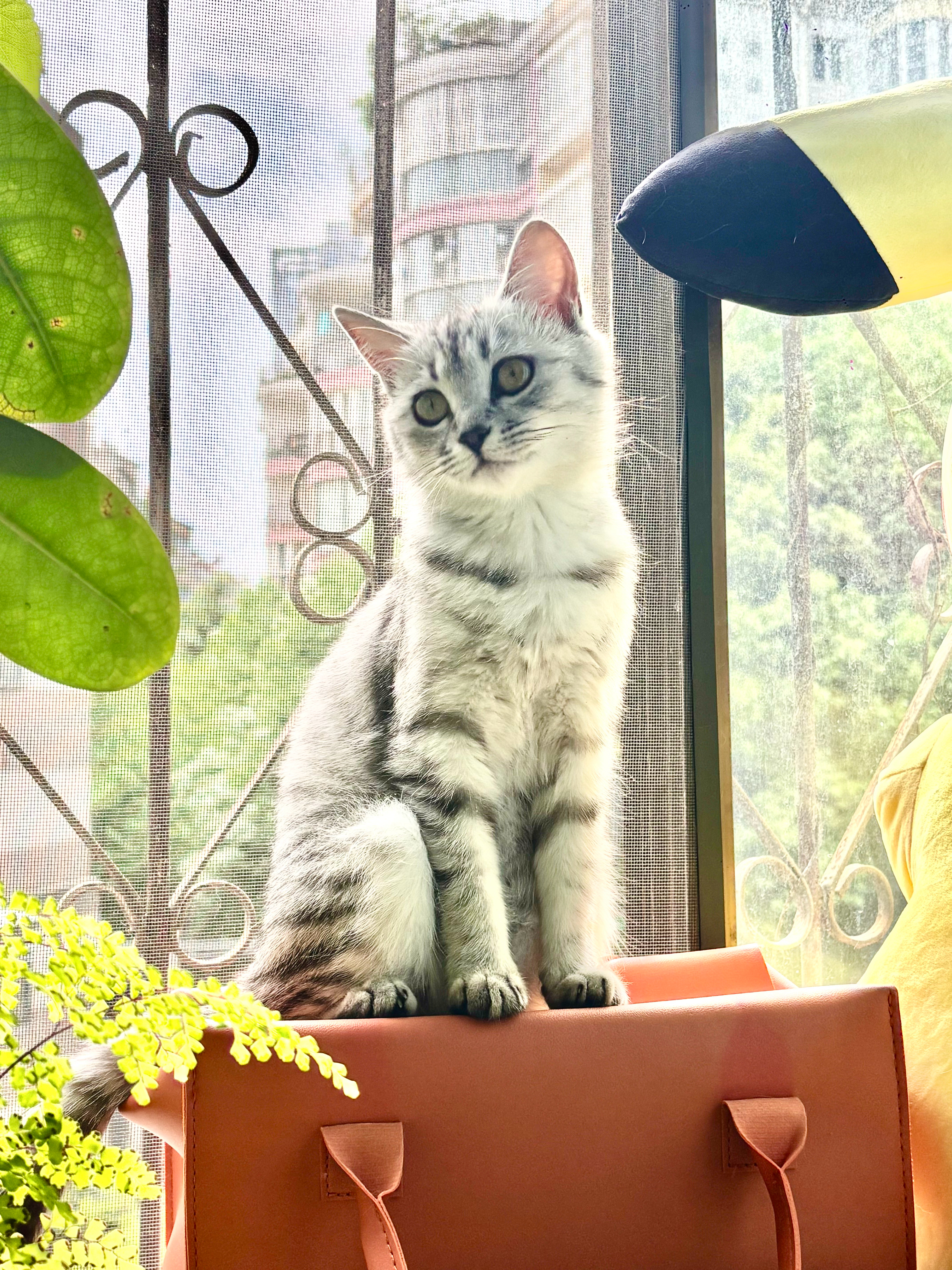 是猫是风是探险是从未抵达之地是太阳的炙烤是很多很多外化的焦灼和还好还好一颗平稳的