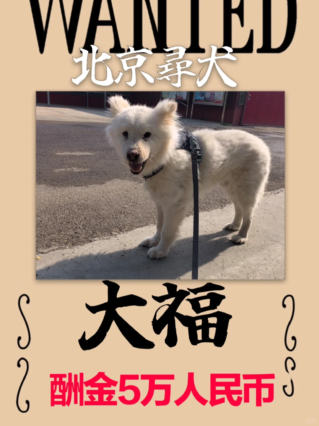 北京寻狗：萨摩耶大福❗️❗️❗️