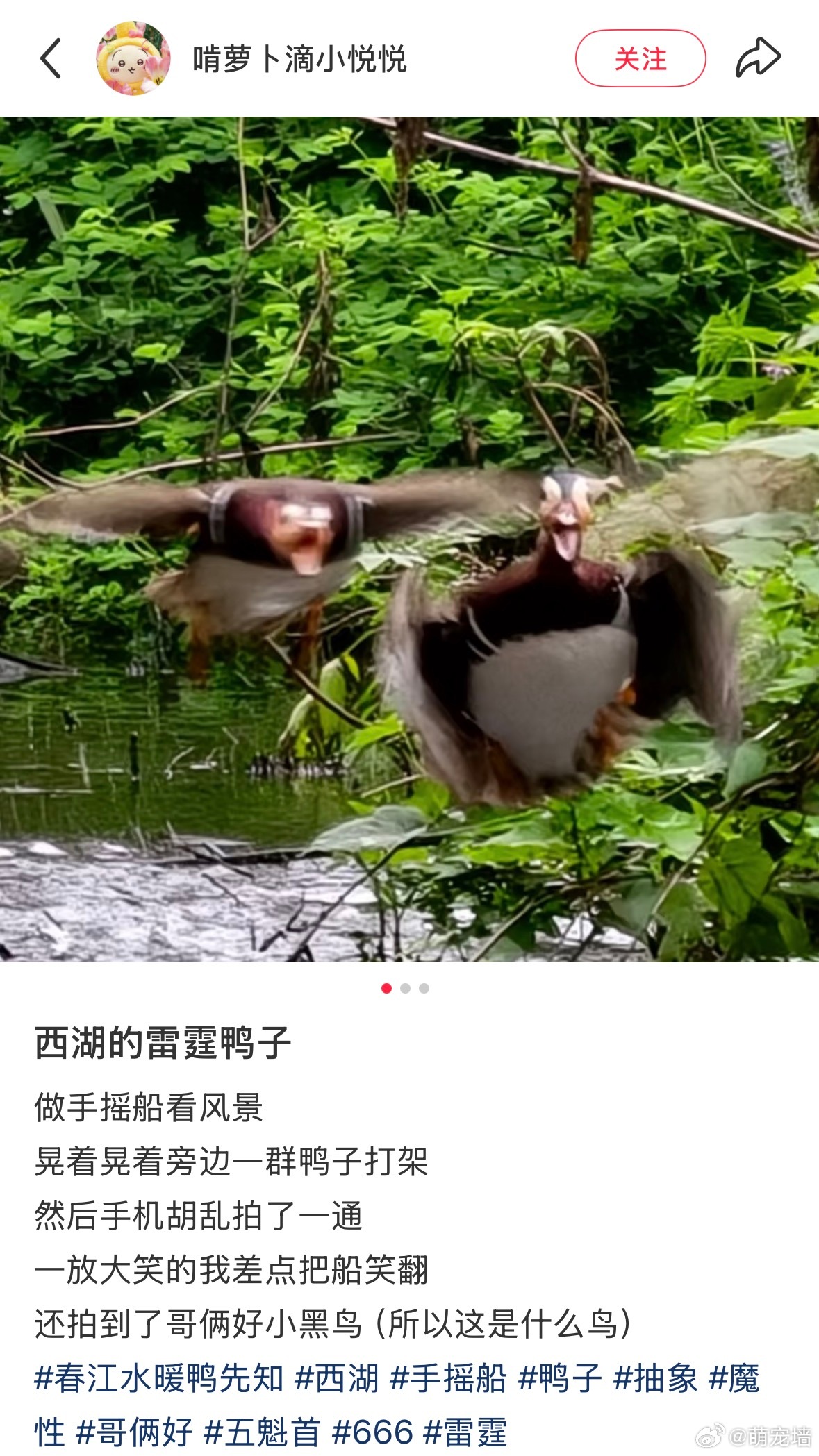 又到了我最喜欢的观鸟界迎来大变时间 