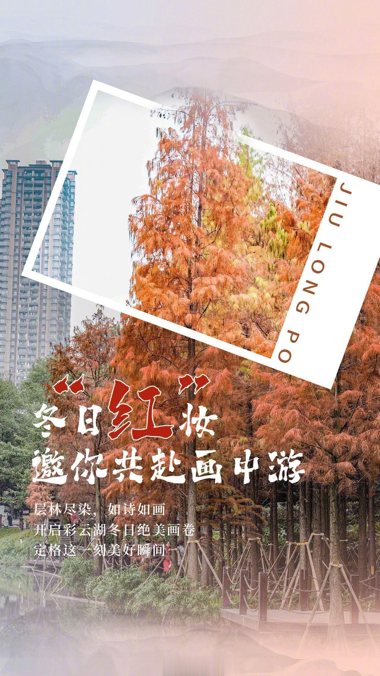#重庆彩云湖公园水杉火出圈#【“杉”水画卷火出圈！彩云湖公园水杉已红透，快来留下