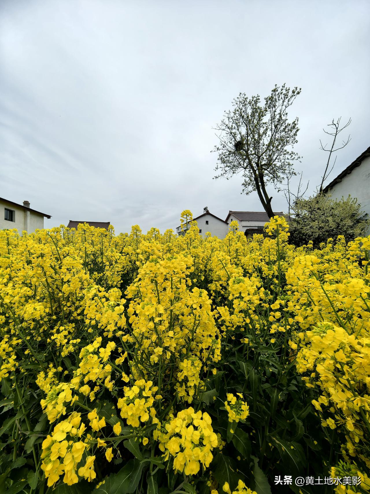 汉中辛集镇岳岭村龚家场的乡村景致

漫步于陕西汉中，来到汉中市南郑区辛集镇岳岭村