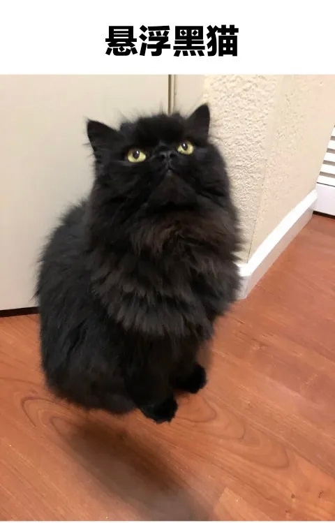 黑猫悬浮术 ​​​