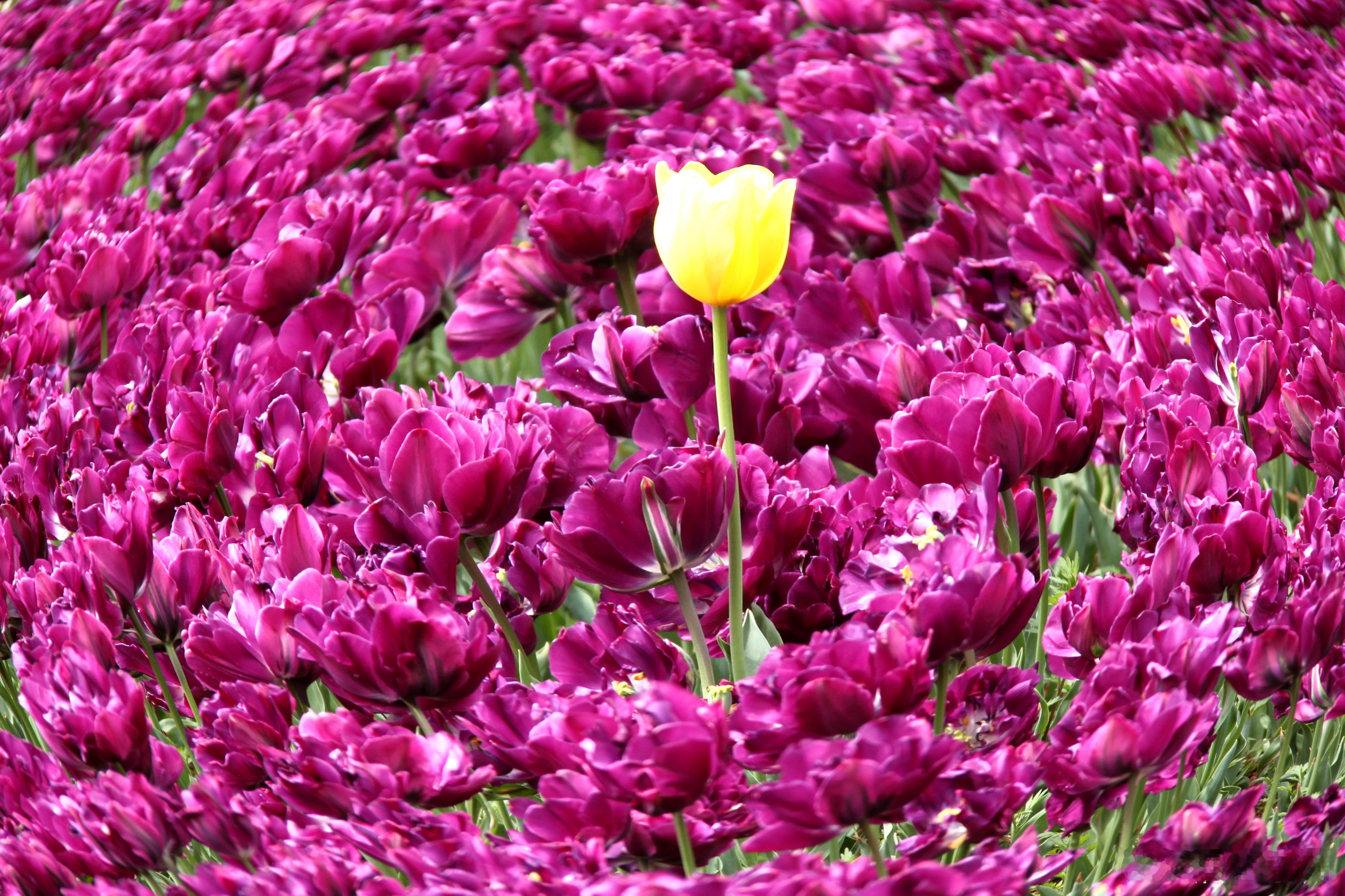 别具一格在一片紫色郁金香中间，一束黄色的郁金香别具一格。 青岛·青岛中山公园