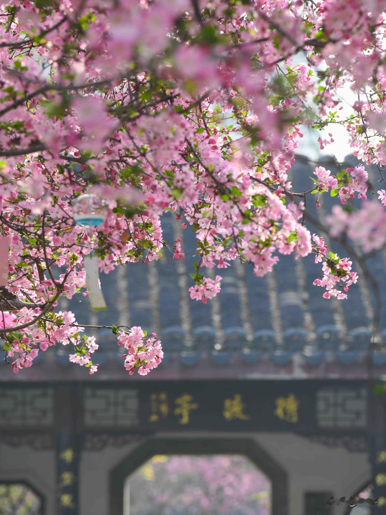 上周来踩点的时候就觉得不对劲
这一波垂丝海棠，一定会很夸张🌸
结果今天一来，直