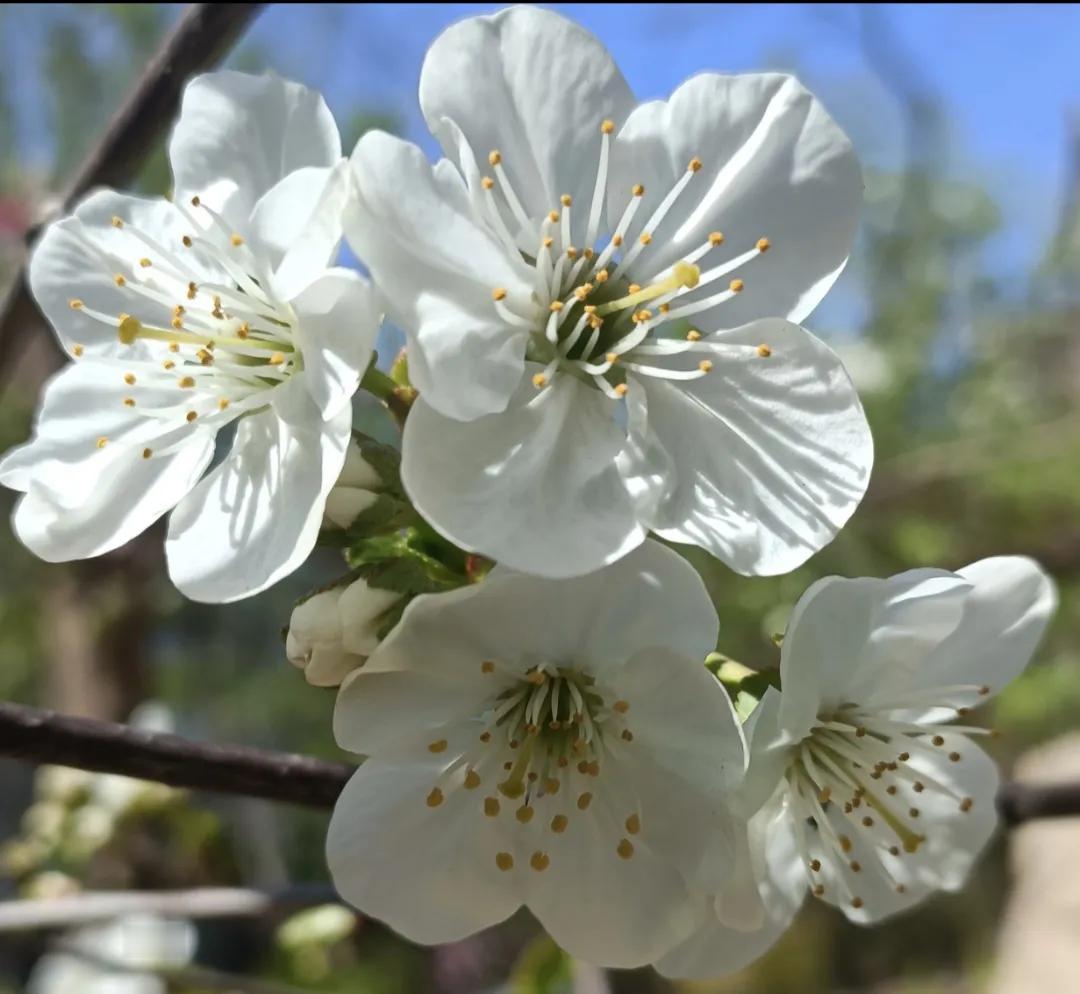 老叔头拍摄的花，和朋友们一起分享！