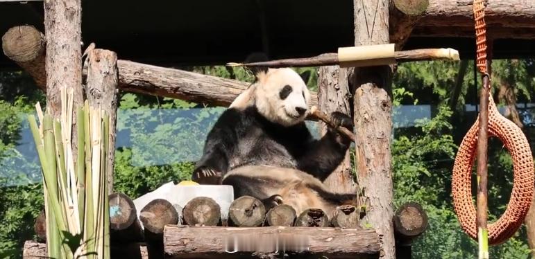 丫丫多吃点大熊猫丫丫25岁生日 ​​​