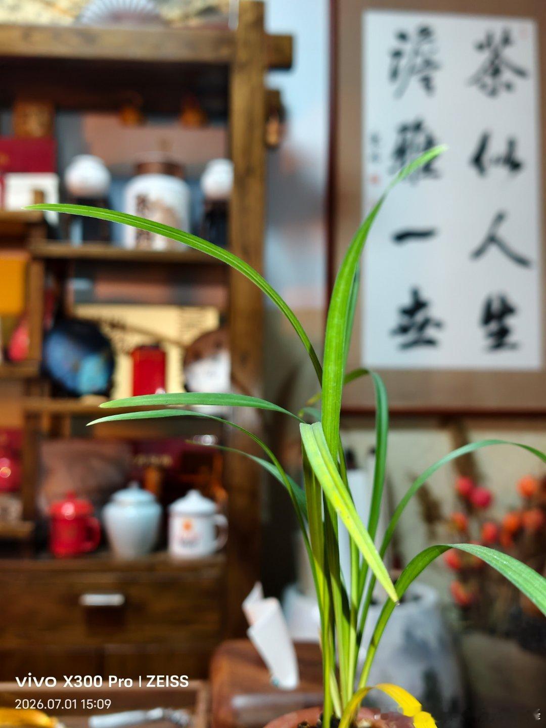 温杯烫盏，满室生香，清茶慰岁月，静坐品时光 
