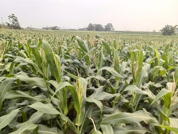 【横州甜玉米全产业链崛起 打造“桂字号”农业标杆】

横州素有“中国甜玉米之乡”