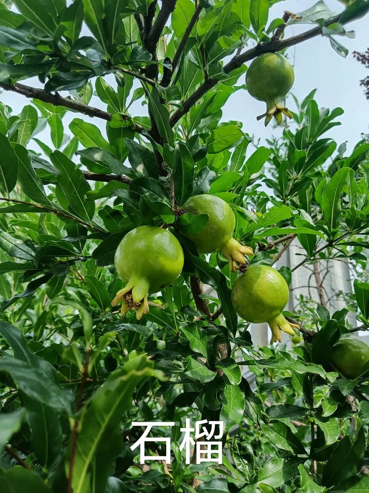                 老公才是“一”
            杨书敏