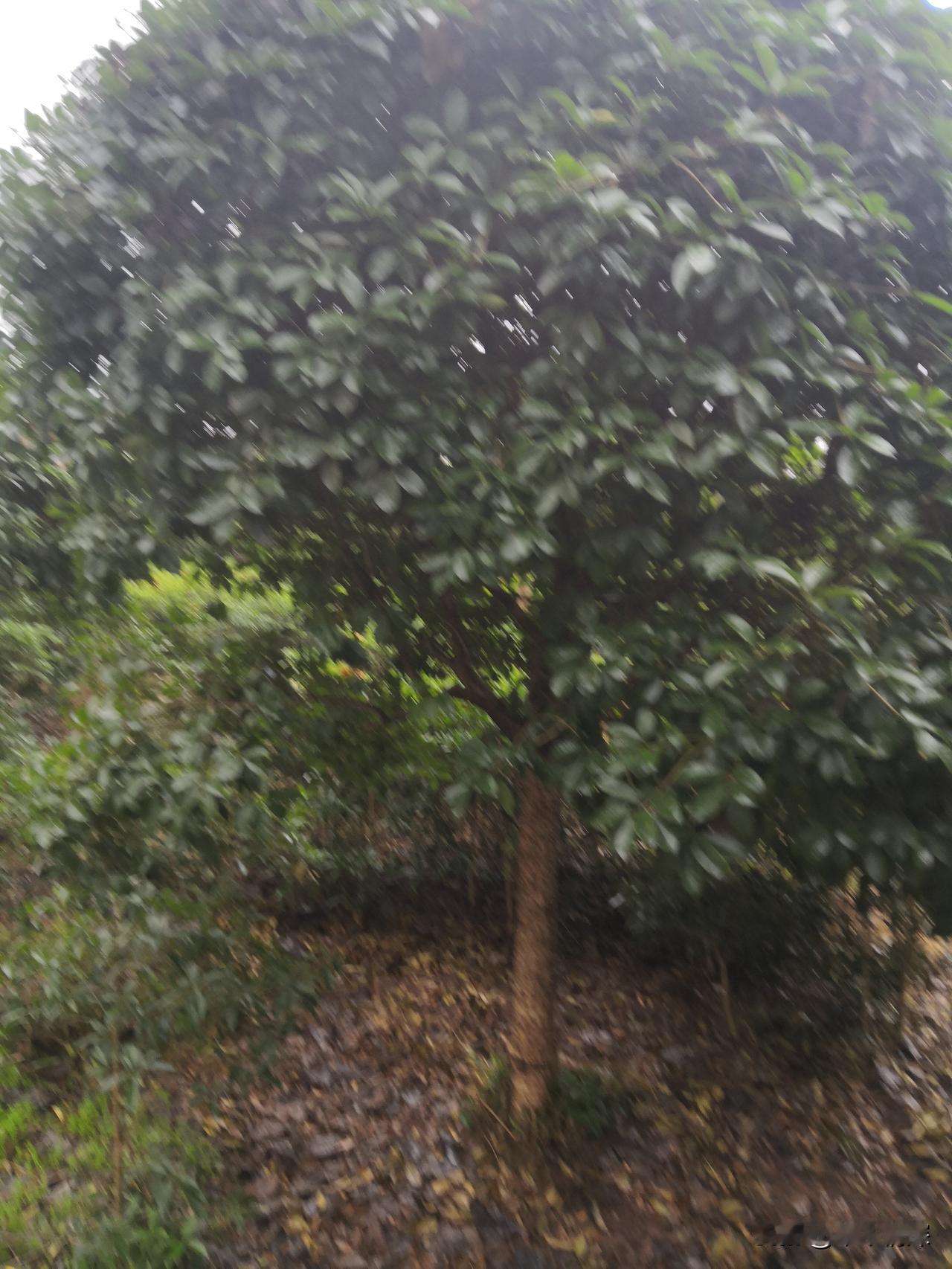 德阳市中江县旅游，在中江县普兴镇有一个四川盆底，四川盆地，四川盆地边缘是绵绵的群