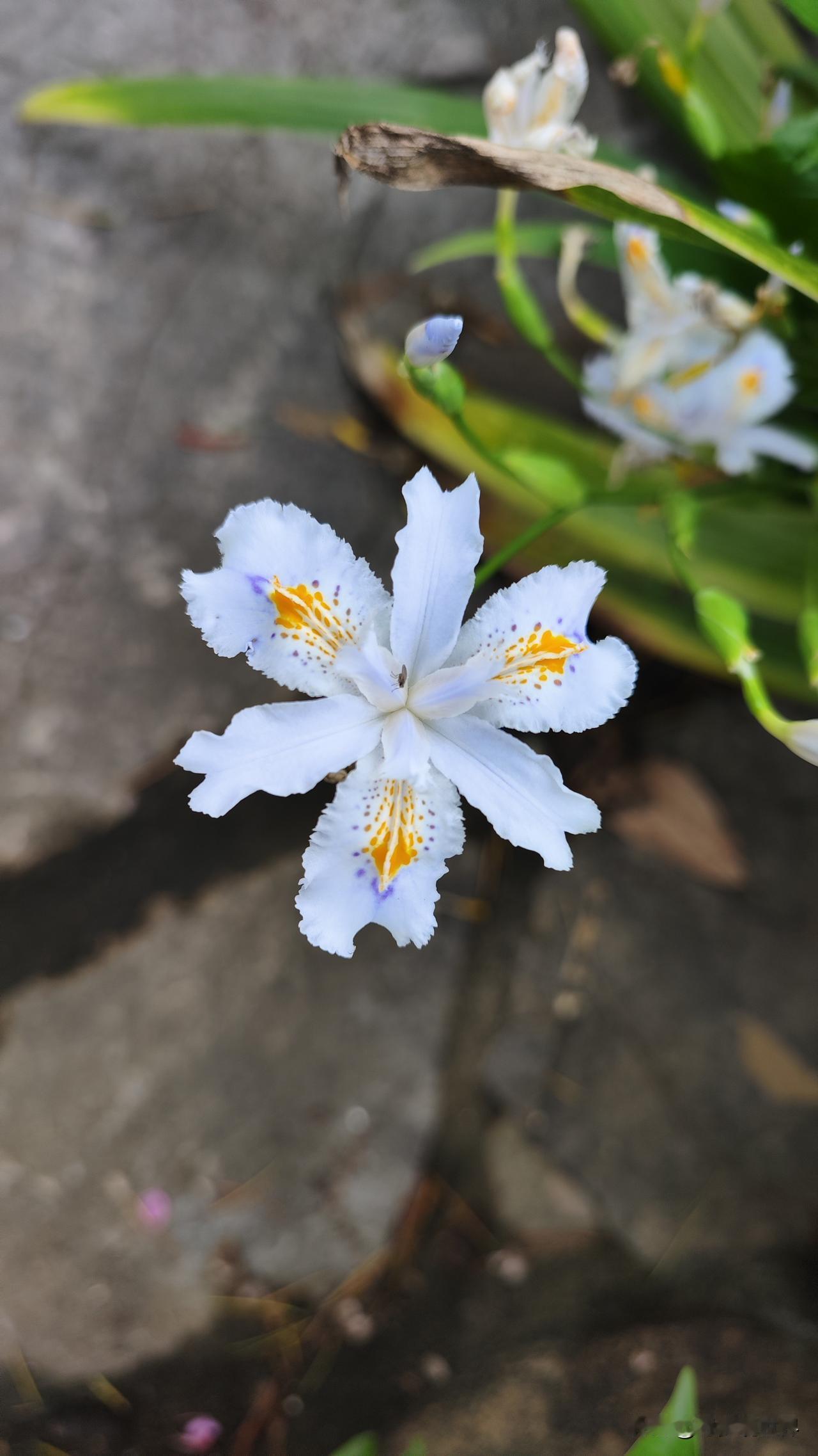 安吉和也健康博物院，素白幽兰盛放藏尽千年康养风雅
从上海驱车奔赴安吉短途散心，没