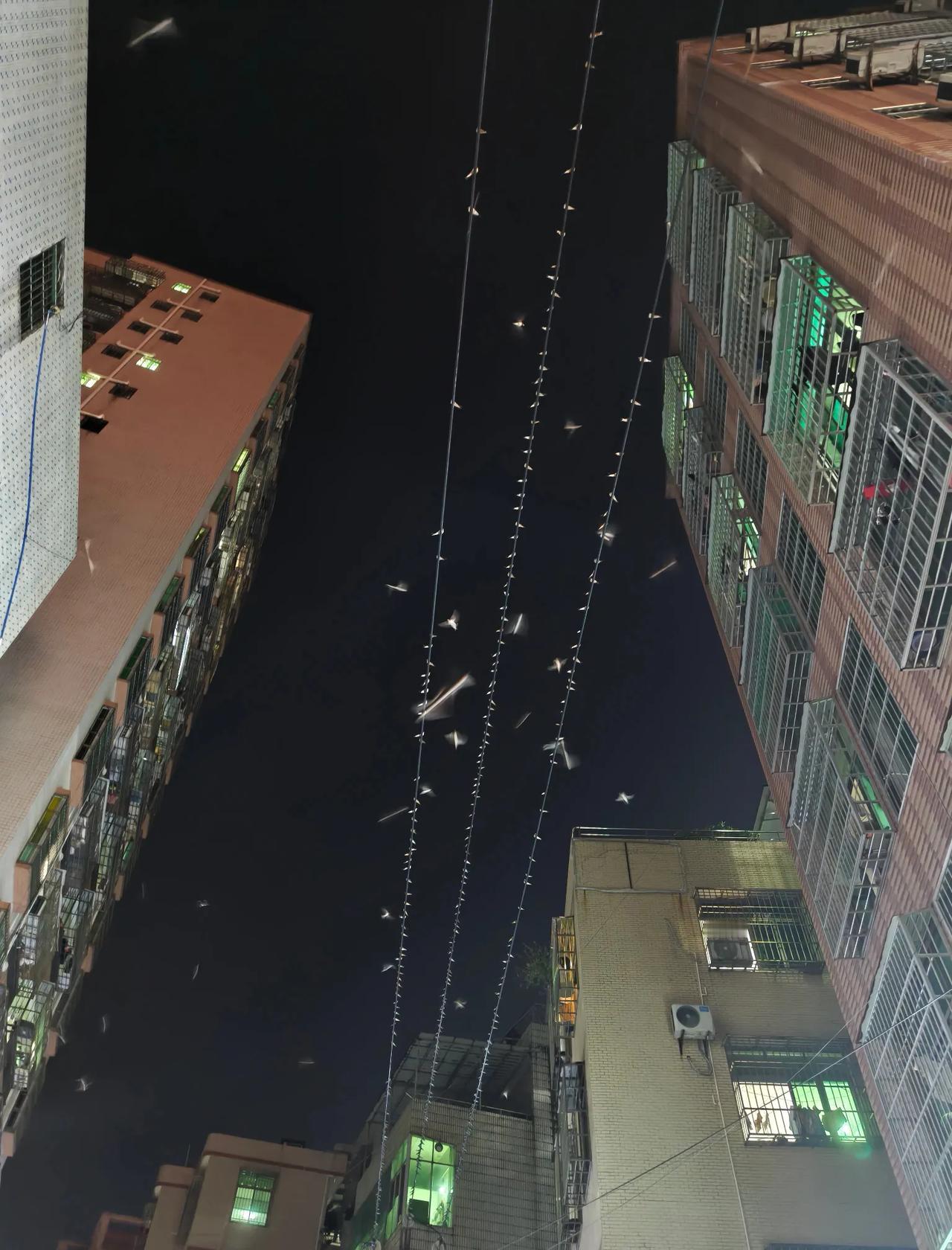 创作训练营开营啦好久没看到这些鸟群了，去年就有很多，它们待了好几个月，每天晚上路