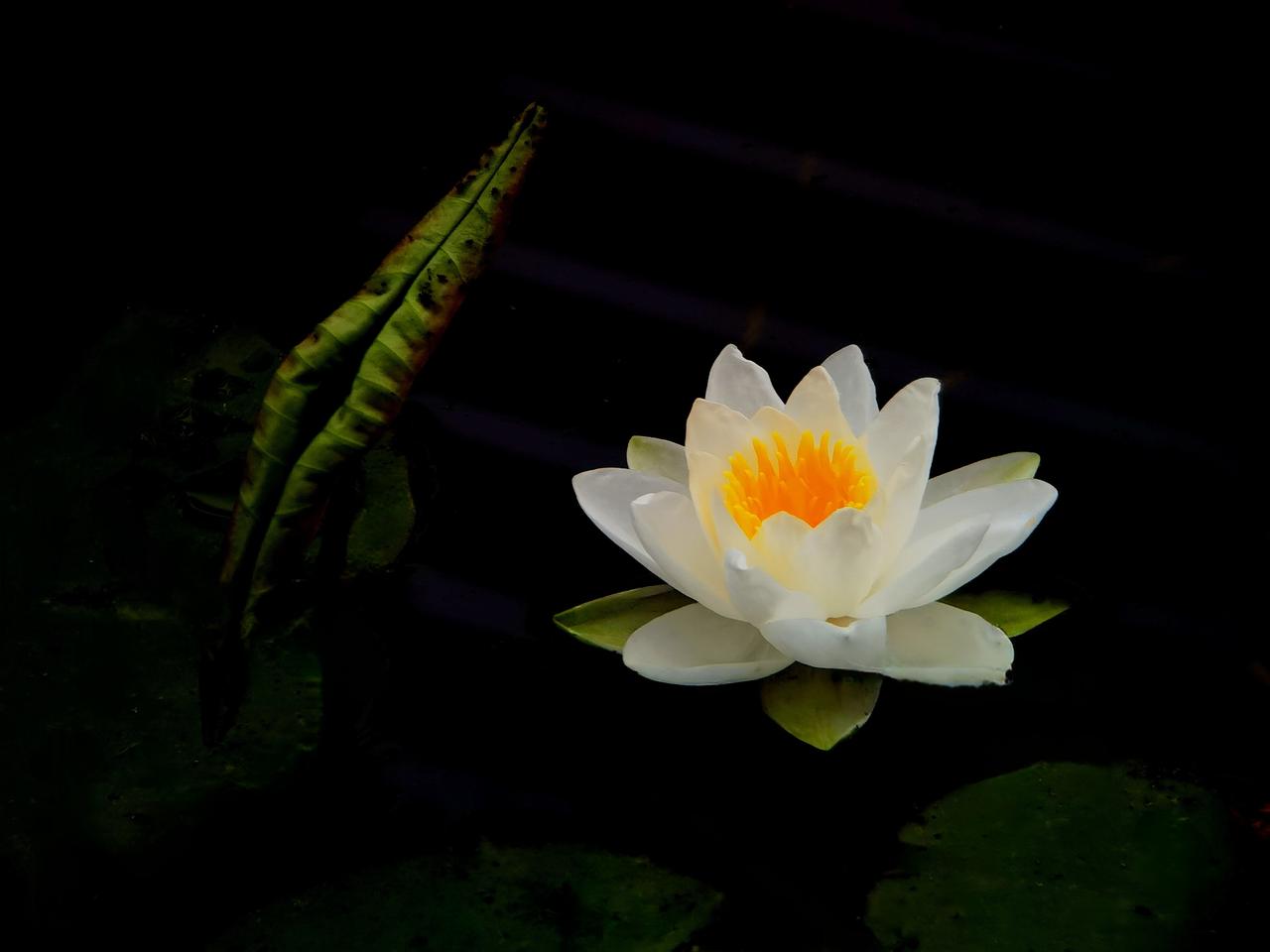 七绝《睡莲双韵》
墨池开处玉姿扬，
金蕊凝光破夜凉。
一黑一明皆妙相，
禅心不动