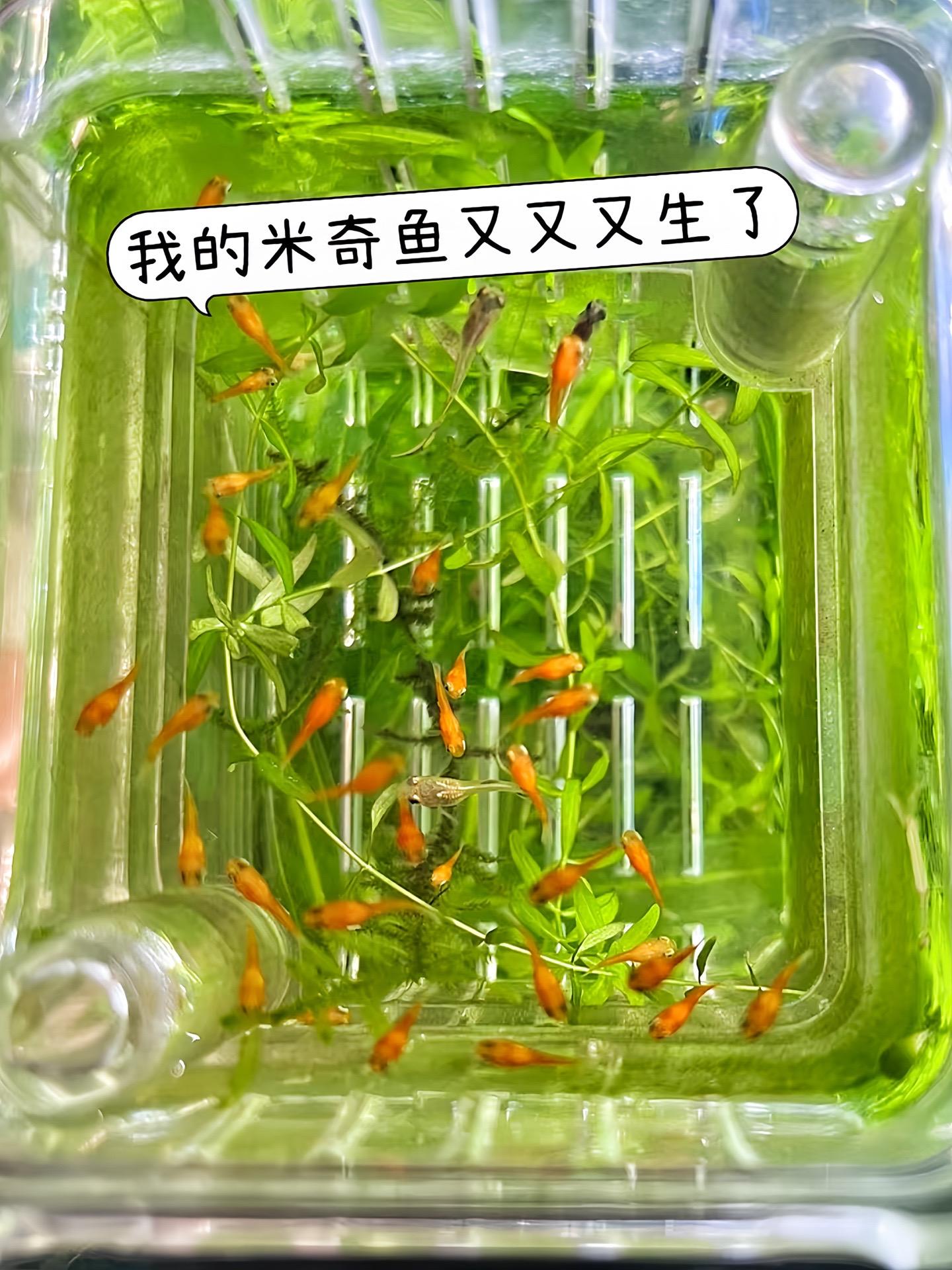 新手也能体验繁殖乐趣！米奇鱼身为胎生鱼，自带繁殖优势，无需繁琐的繁殖环...