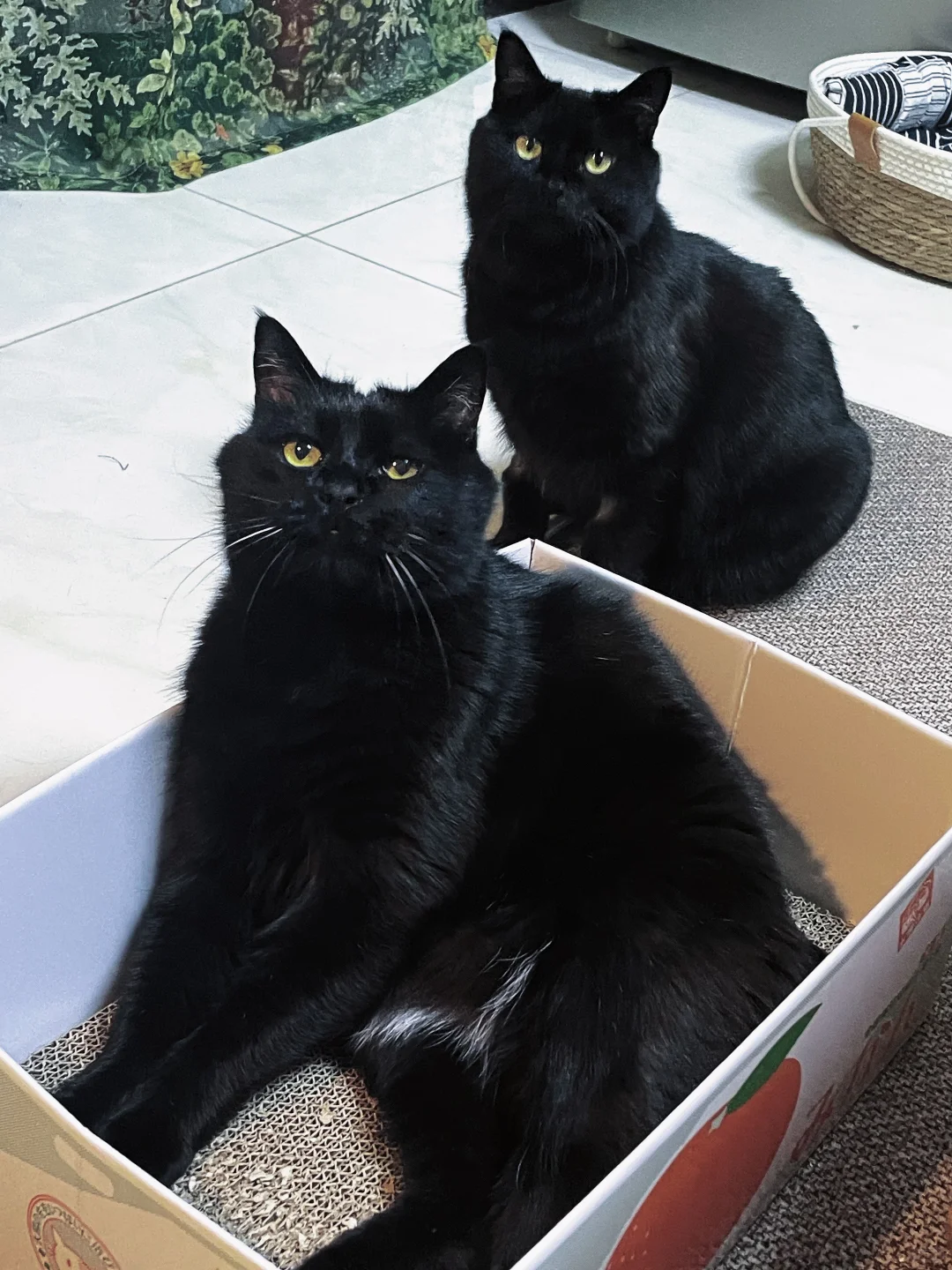 整整齐齐的黑猫到底谁在养啊！