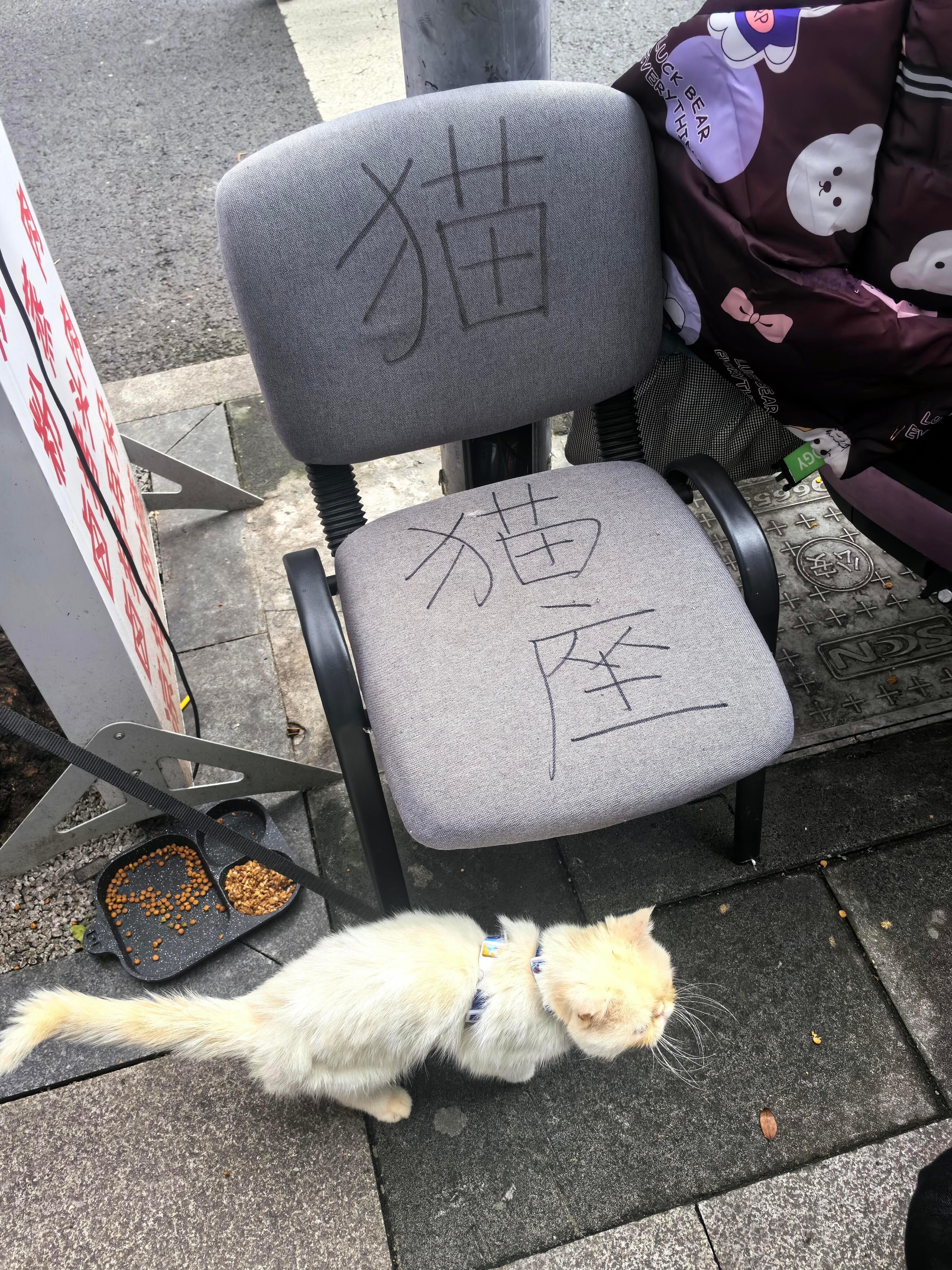路边看见的小猫专座 ​​​