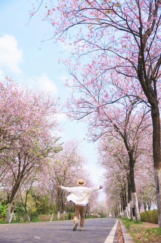 广州海珠这条粉色🌸花路美哭了！3.16实拍