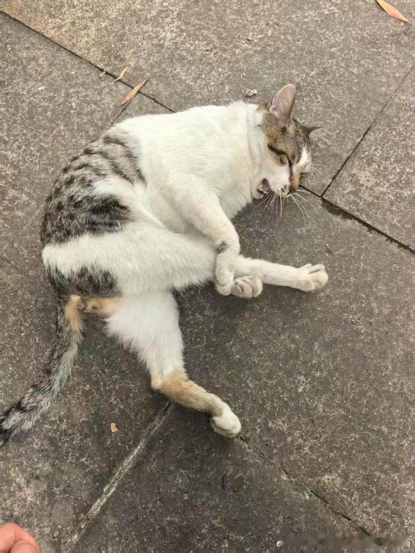 49442【丑猫】它咋了？ 