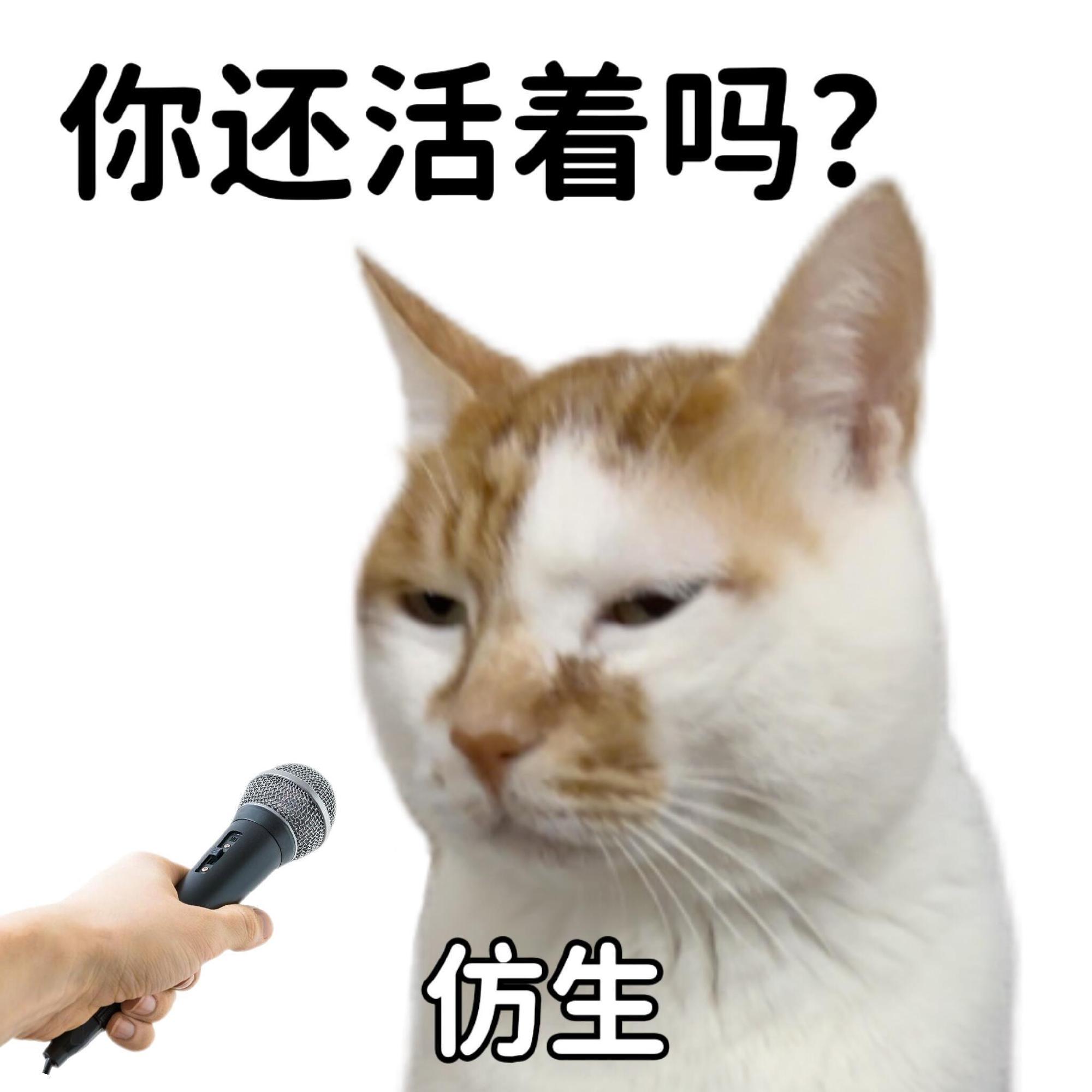 已读乱回 表情包 